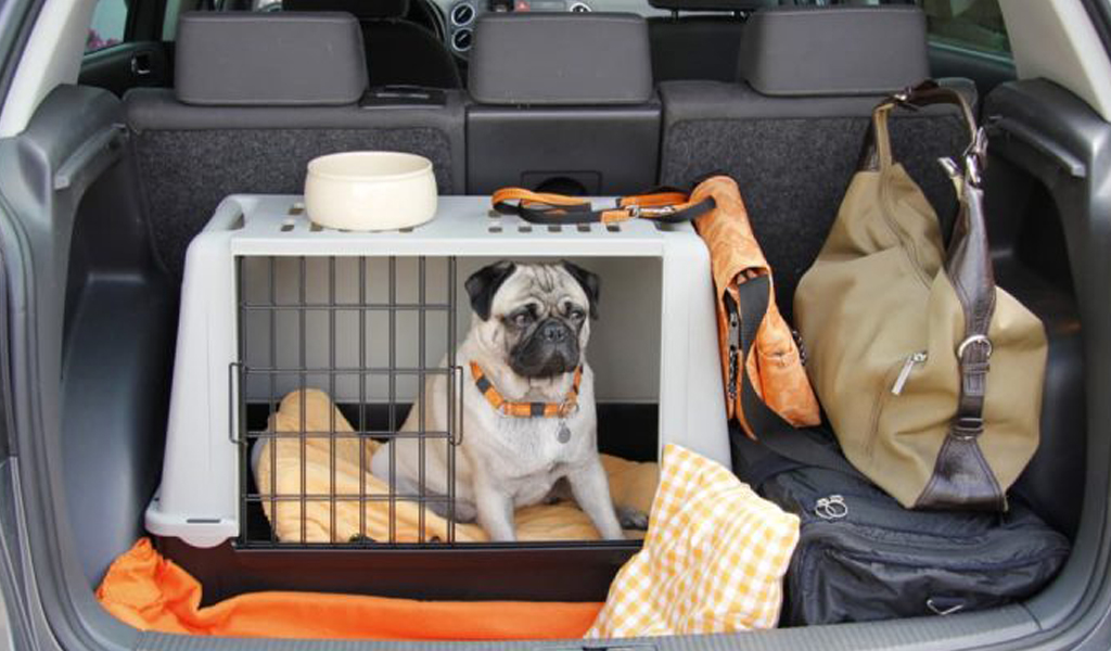 Animali domestici in auto: le regole per un trasporto sicuro e a norma di legge
